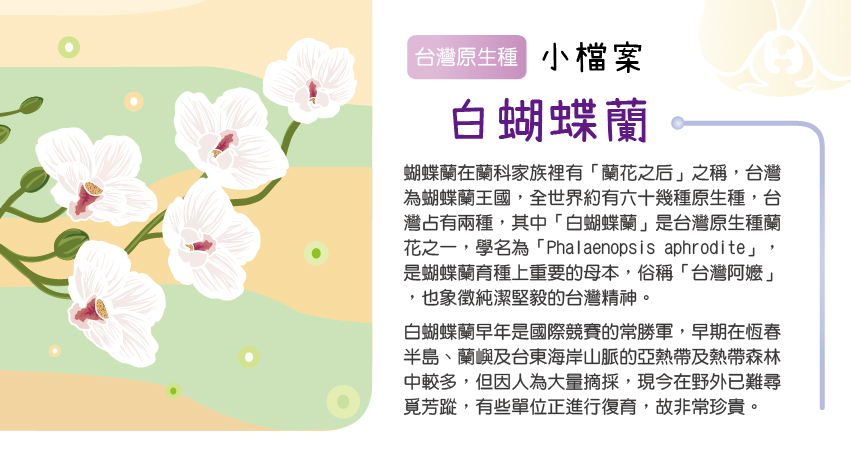 護生善緣白蝴蝶蘭草本手工皂(檜木)3.jpg