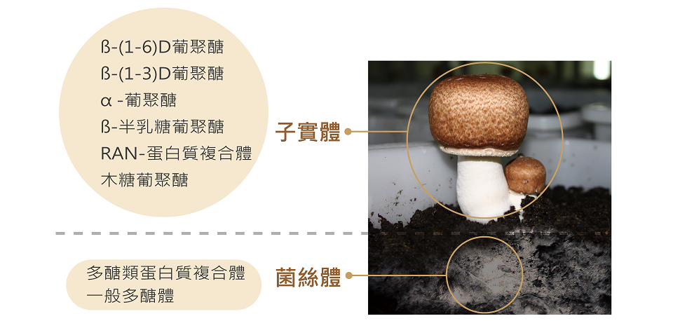樂活生技極萃香檳茸滋養液Shampignon Essence(15入)4.png
