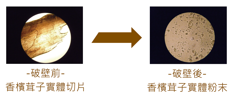 樂活生技香檳茸子實體膠囊5.png